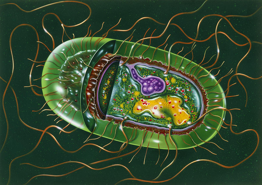 Illustration Of Structure Of Salmonella B by John Bavosi