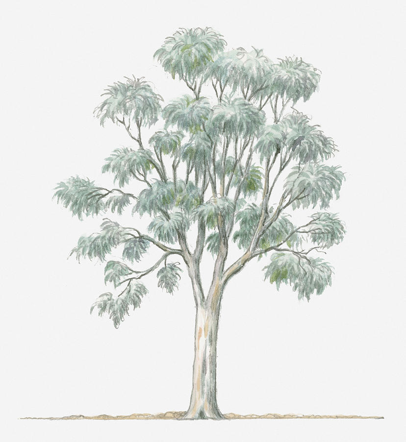 Illustration Showing Shape Of Eucalyptus Globulus (blue Gum) Tree