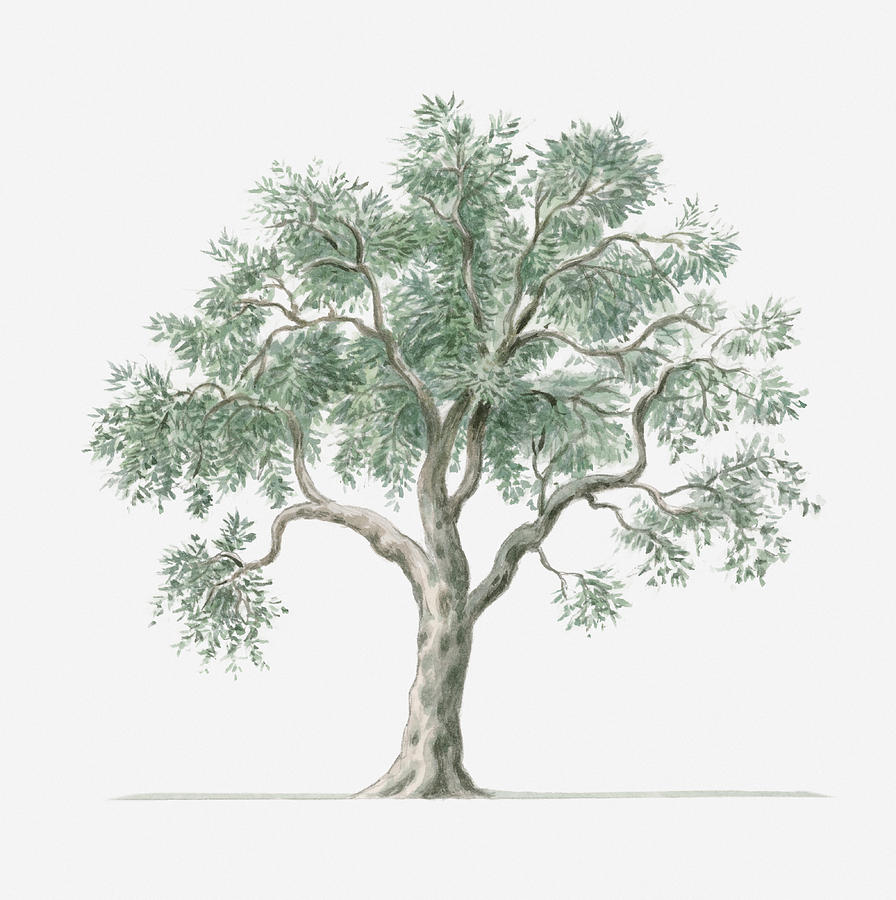 Illustration Showing Shape Of Olea Europea (olive) Tree Bearing Green