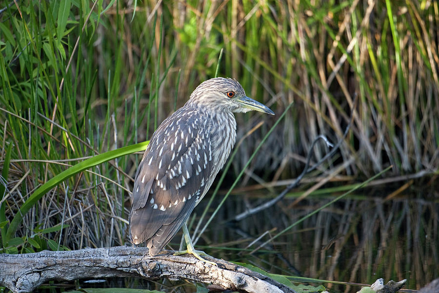 Immature Black Crowned Night Heron Posing by Rodney Cammauf