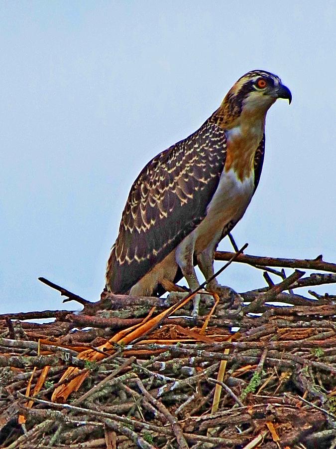 young osprey pictures