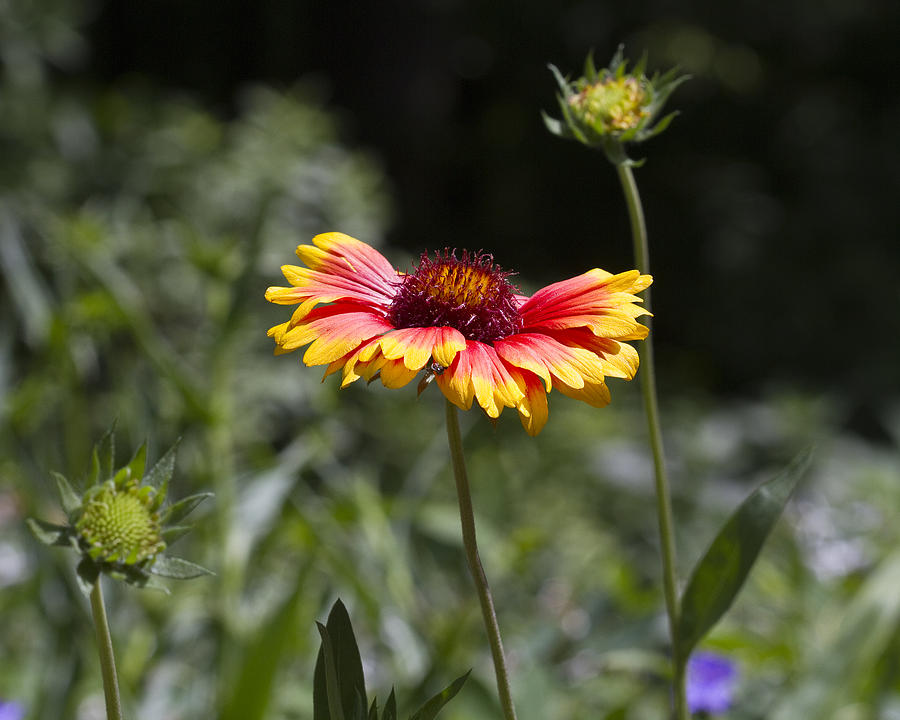 Indian Blanket Flower Gaillardia Photograph by Kathy Clark