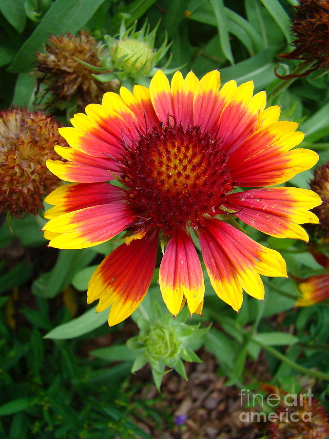 indian blanket