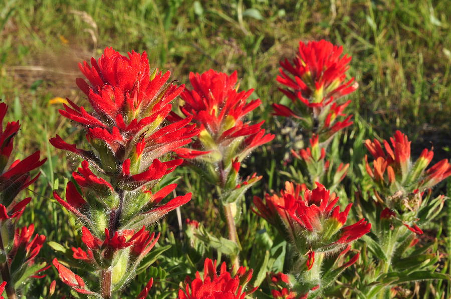 Indian Paint Brush Photograph by Pepper Link