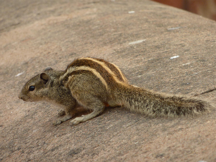 Photos of Indian Palm Squirrel , Indian Palm Squirrel images, Pictures and Photos, Indian Palm Squirrel pictures free