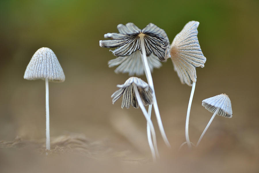 Cap Fungi