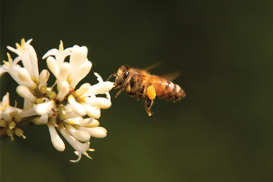 Bee Honey Pictures