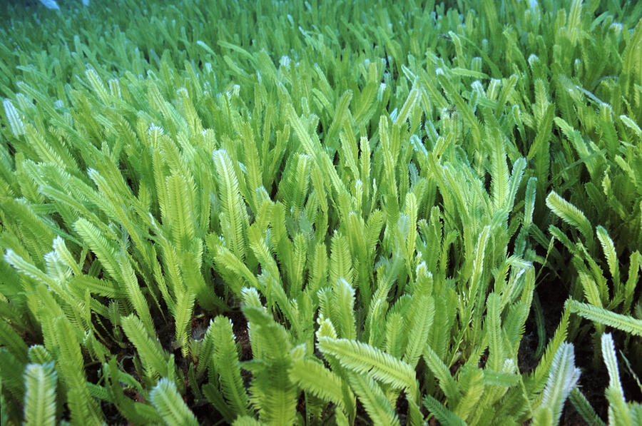 Invasive Seaweed Photograph By Alexis Rosenfeld