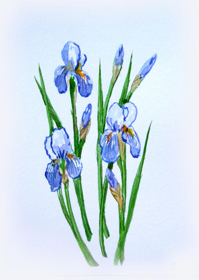 Iris Art