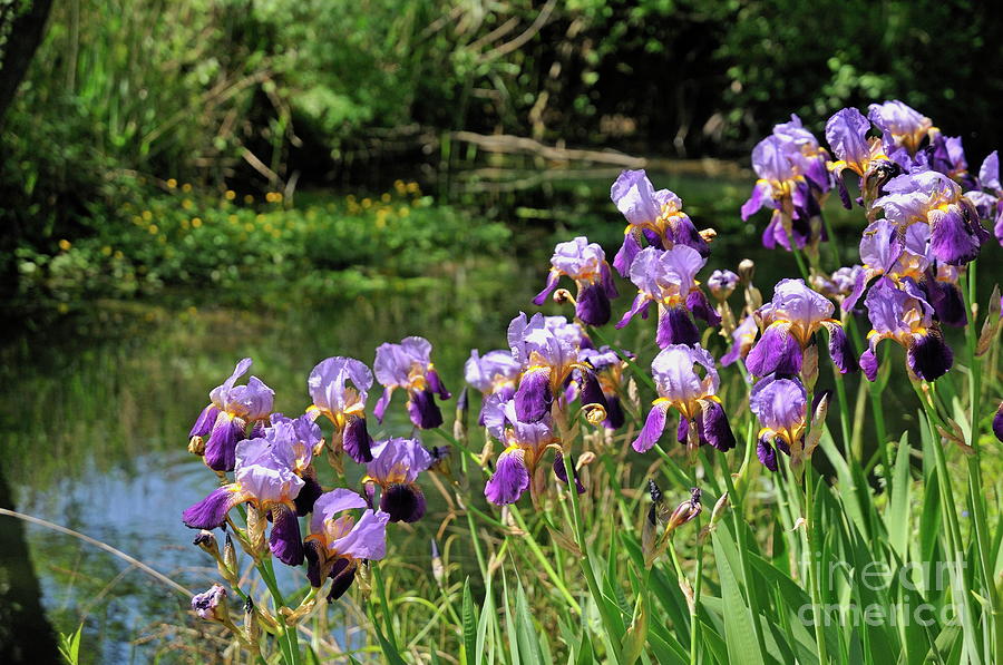 Flowers And River