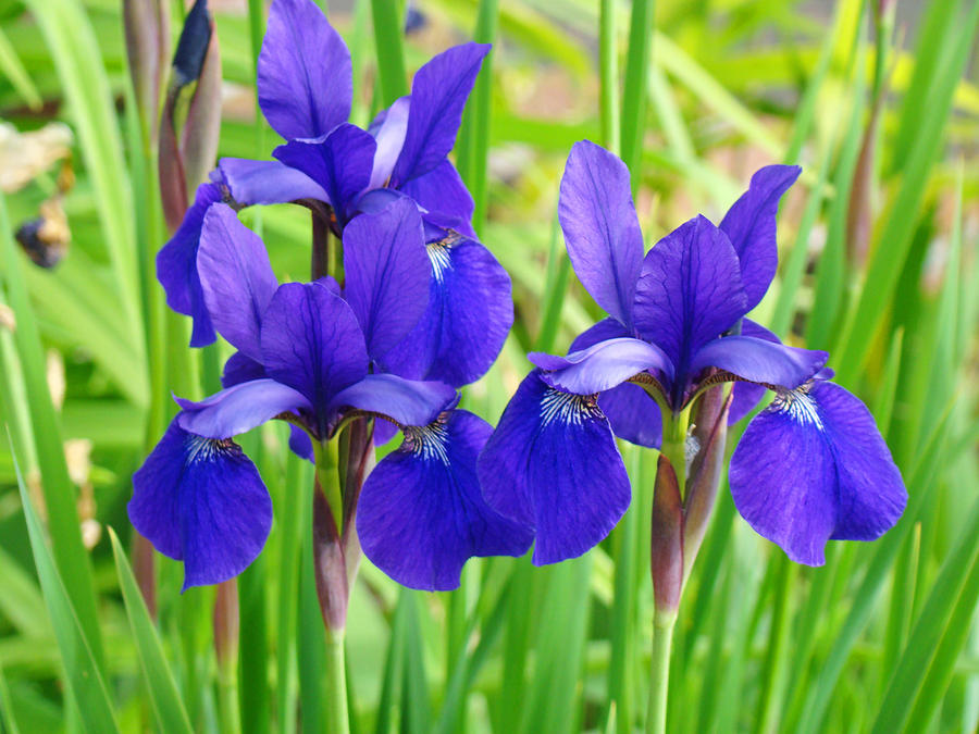 Iris Flowers Purple Blue Irises Art Prints Baslee Troutman by Baslee Troutman