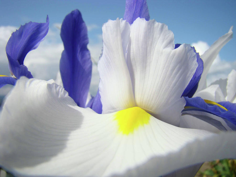 flowers Irises White Iris