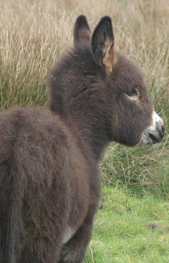 Irish Donkey