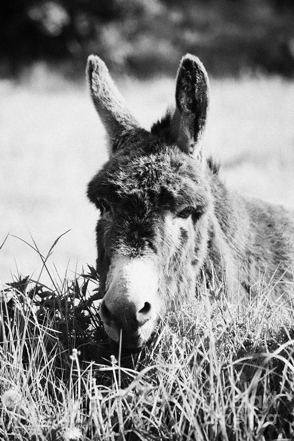 Irish Donkey