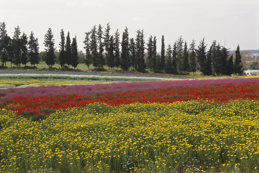 Israel Wildflowers