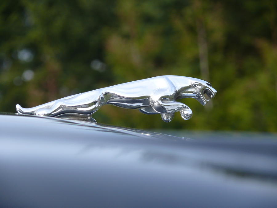 jaguar leaper clip art - photo #42