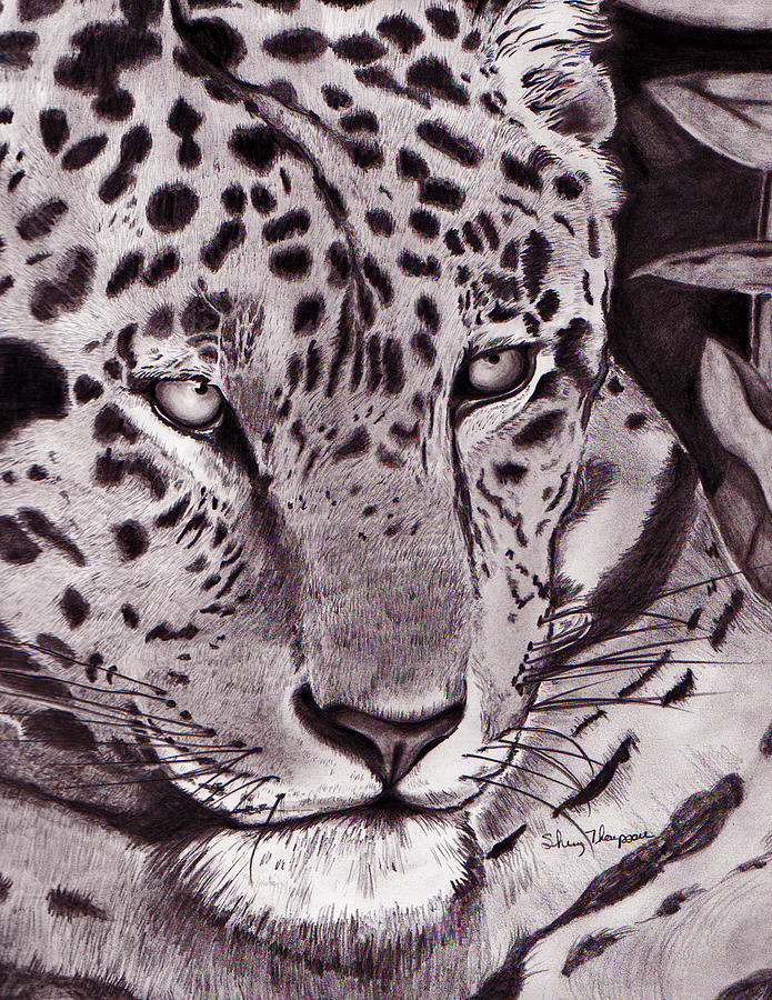 Jaguar Drawing