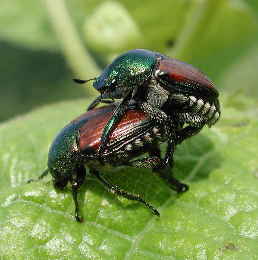 Japanese Beetles Mating By Matt Cormons 3858