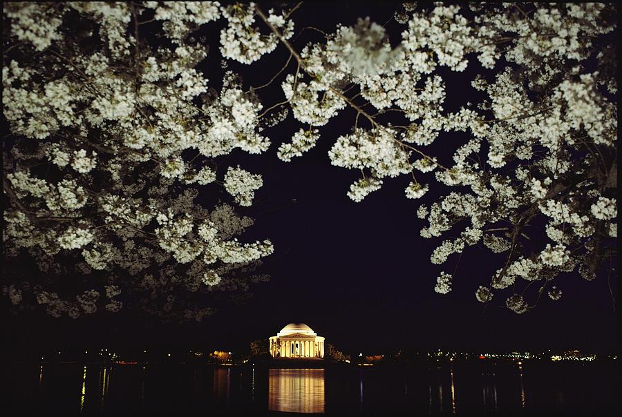 cherry blossoms night