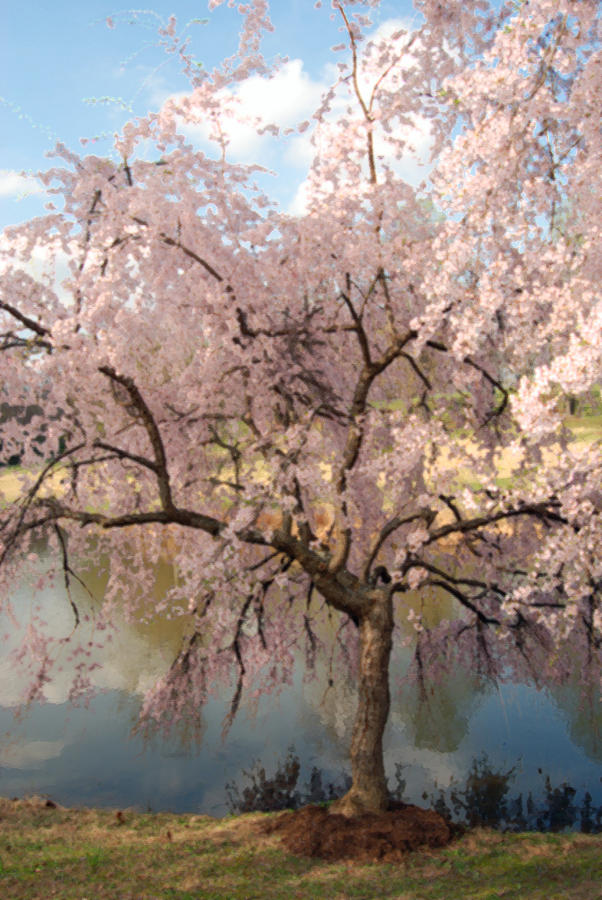 Cherry Tree Japanese