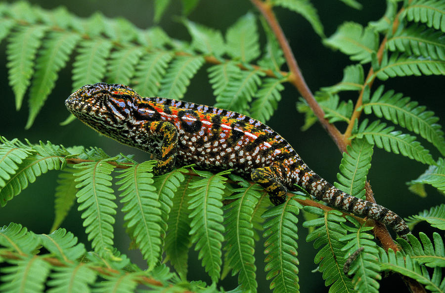 Jeweled Chameleon Furcifer Lateralis by Ingo Arndt