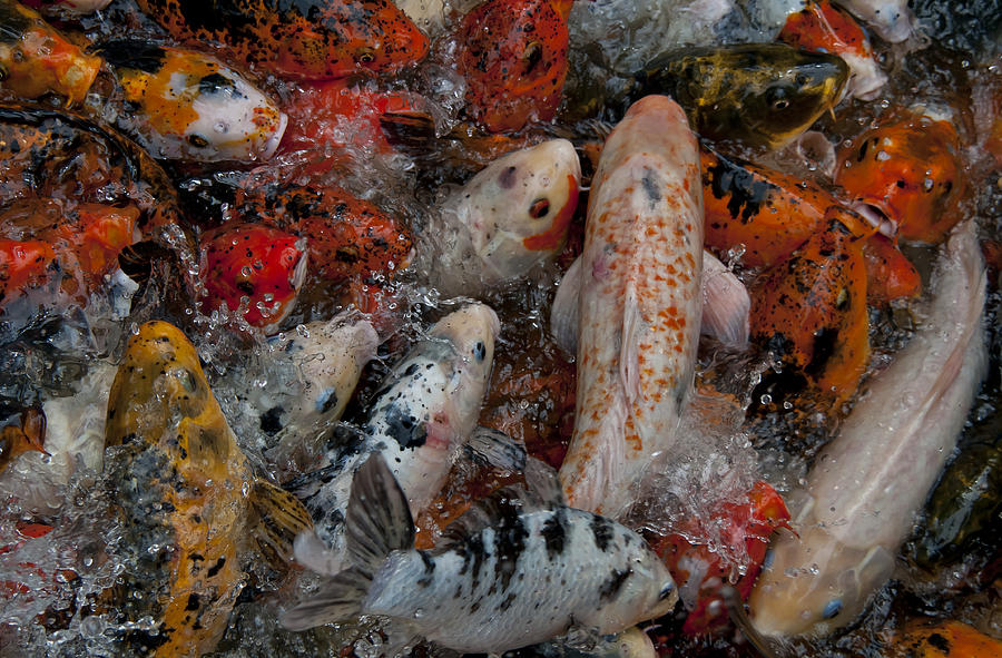 Koi Jumping