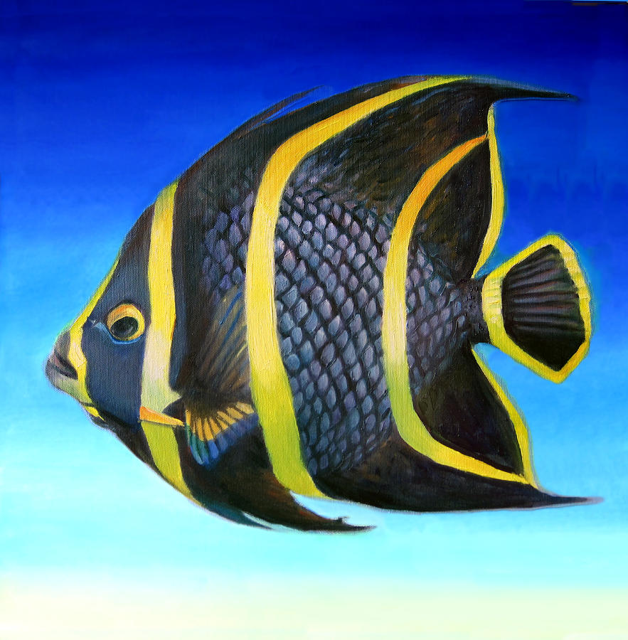  Images of Angelfish , Black Angelfish pictures, Photos of Angelfish , Photos of Angelfish 