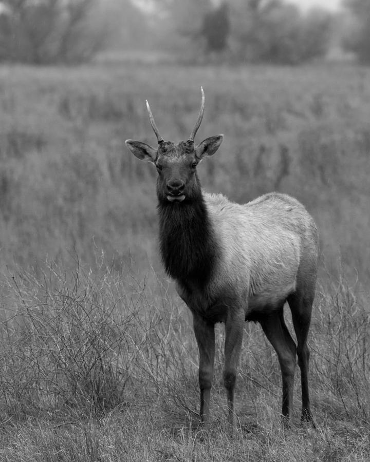 Elk Buck