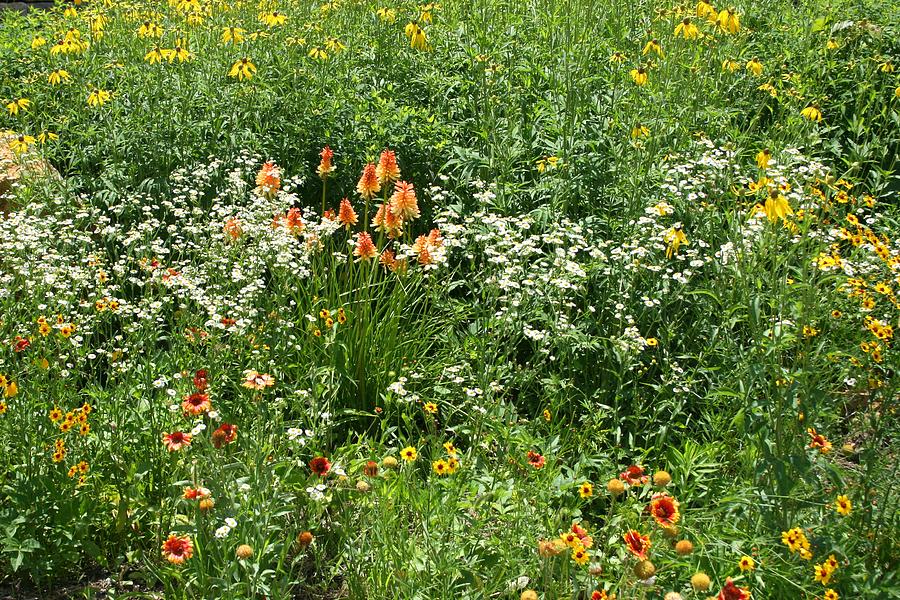 Kansas Wildflowers by David Dunham