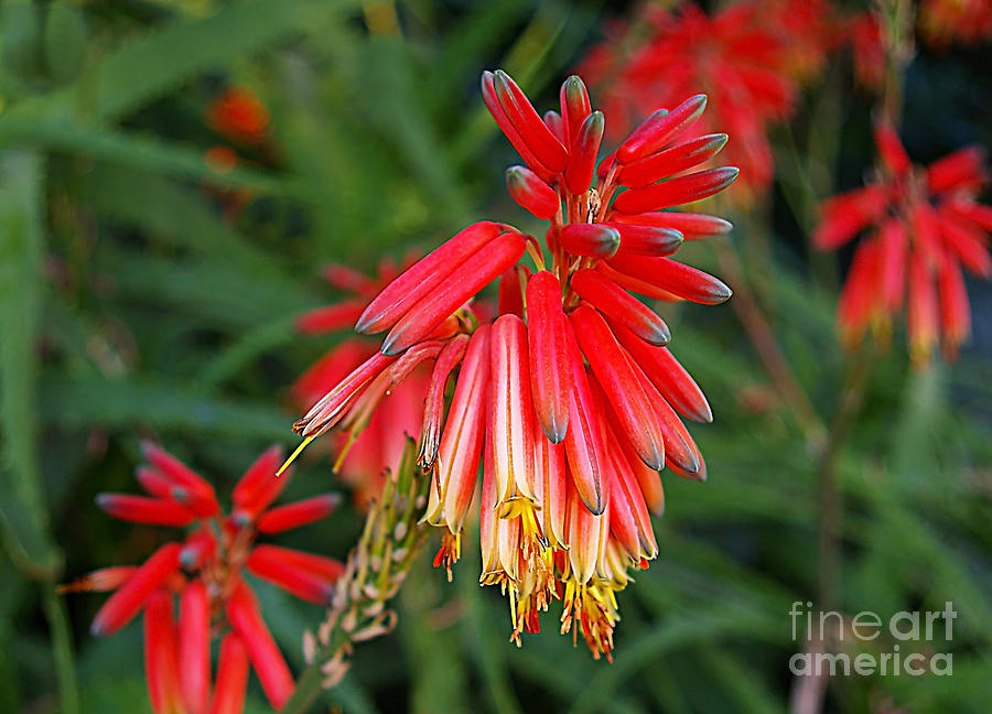 kenya-aloe-flower-by-rich-walter