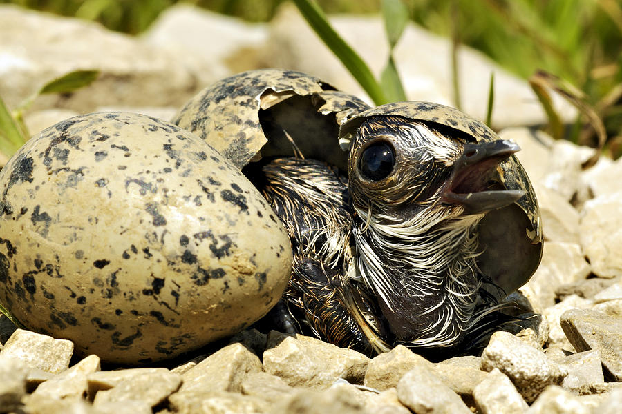 Killdeer Hatchling Photograph Killdeer Hatchling Fine Art Print
