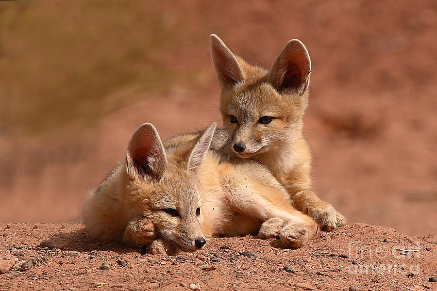 kit-fox-pups-on-a-lazy-day-by-max-allen