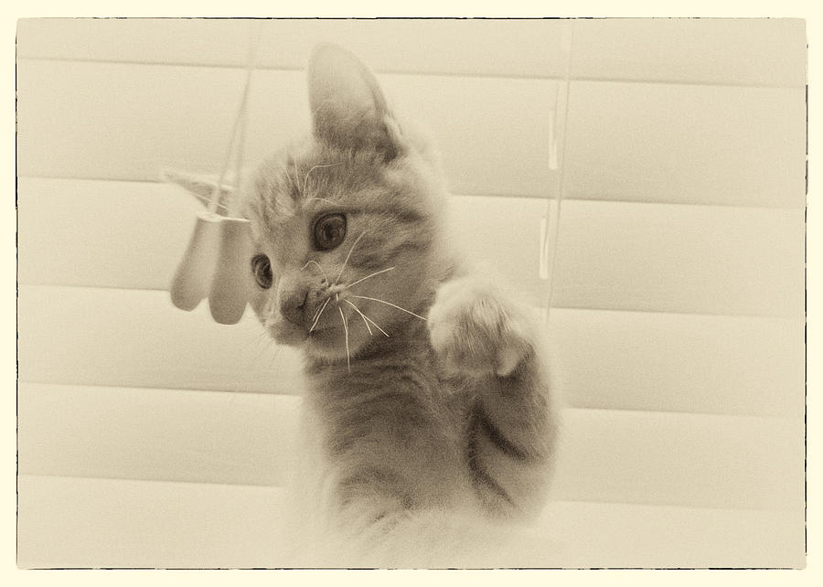 Kitten In Blinds