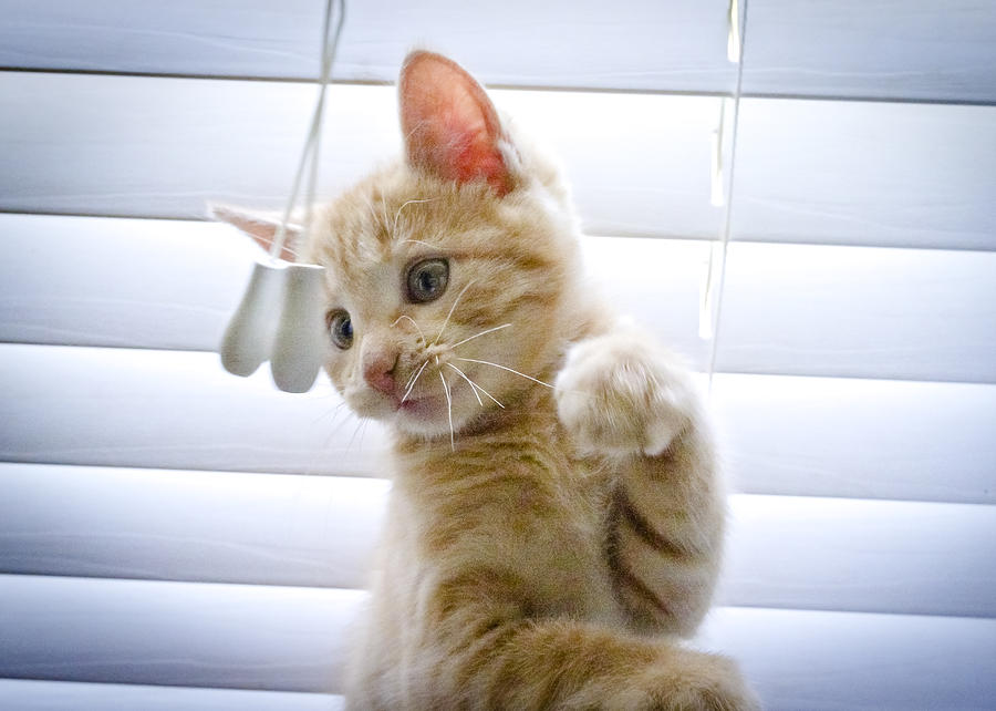 Kitten In Blinds