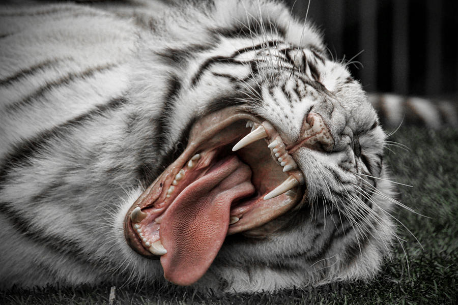 http://images.fineartamerica.com/images-medium-large/kitty-yawn-heather-lang.jpg