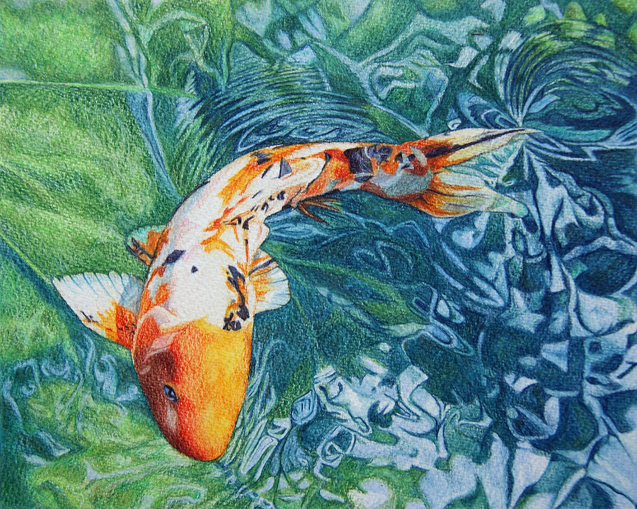 Koi Carp Drawing Koi Carp Fine Art Print Abby Hope Skinner