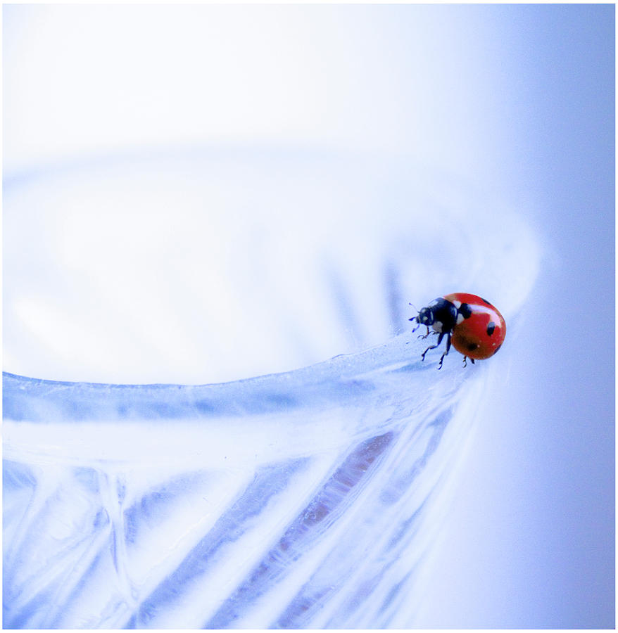 ladybug angel
