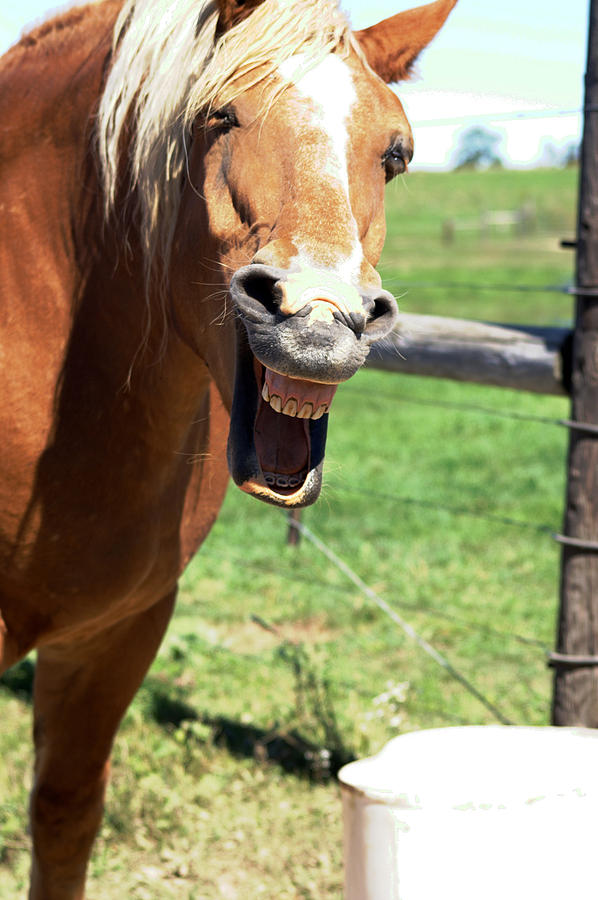  - laughing-horse-linda-mccormick