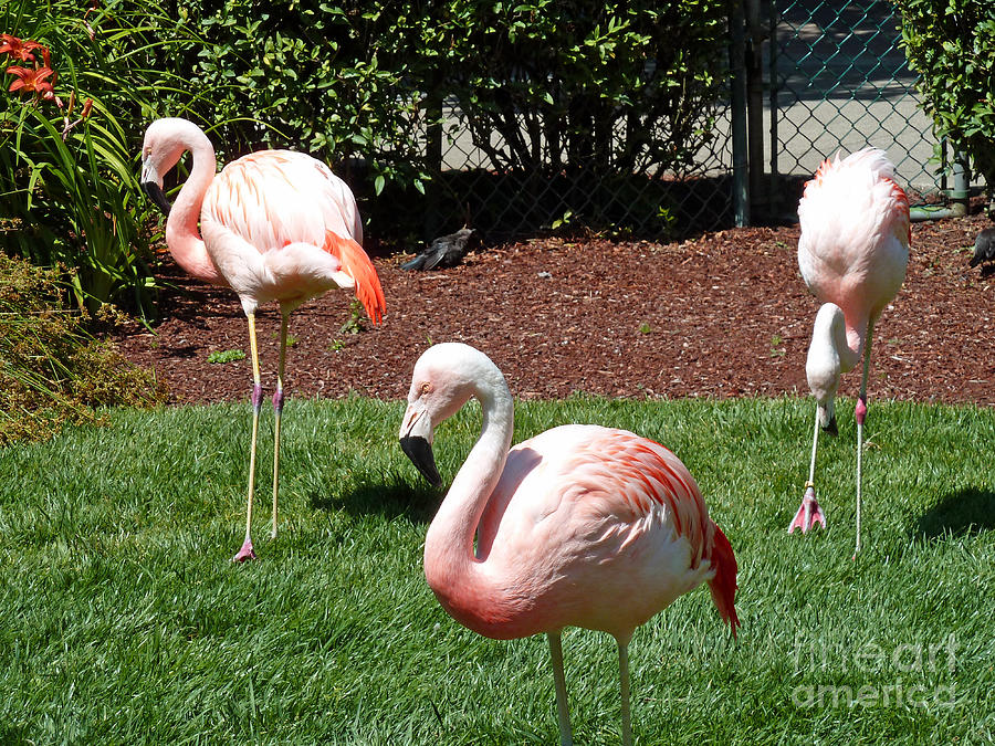 lawn ornaments by methune hively lawn ornaments by methune hively