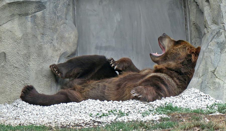 Lazy Grizzly Bear Images & Pictures - Becuo