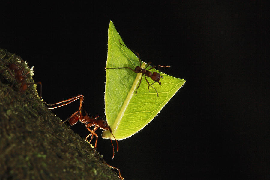 Leafcutter Ant Atta Sp Carrying Leaf By Cyril Ruoso