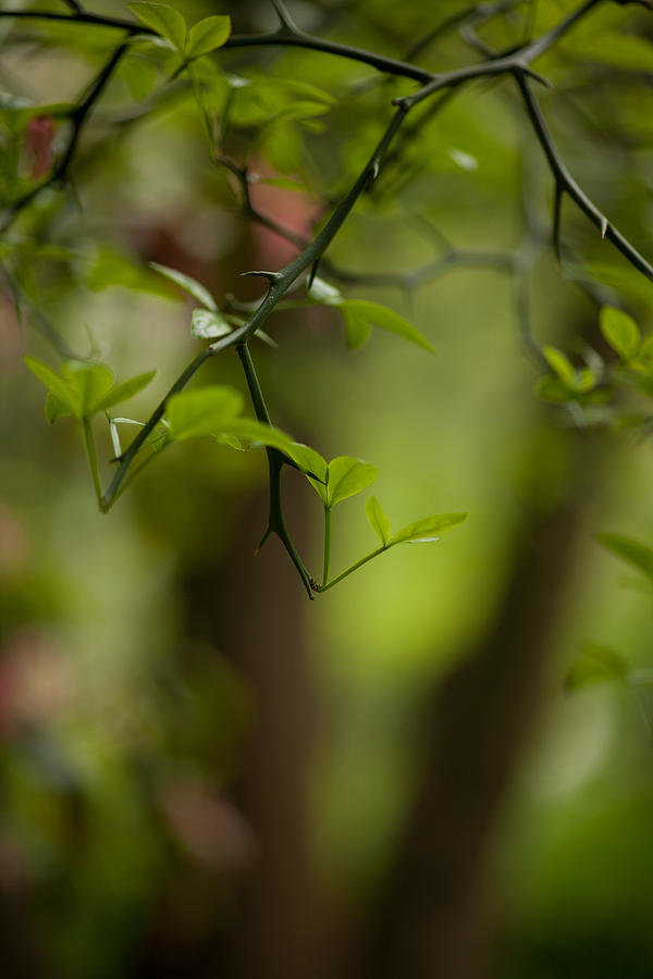 Leaves With Thorns