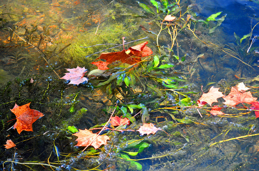 Leaves On Water