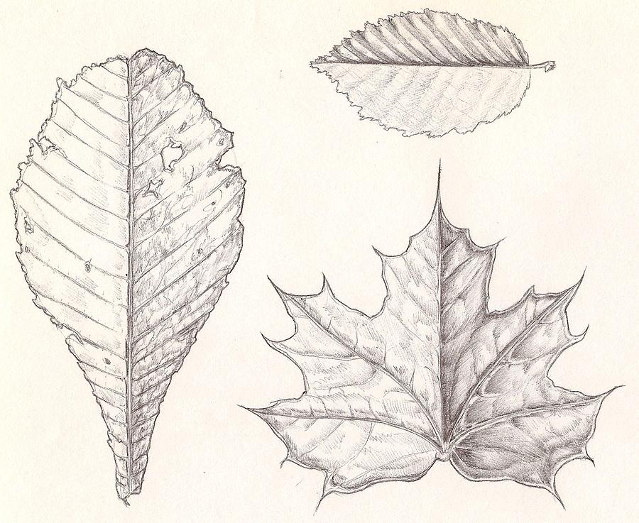 sketch leaves