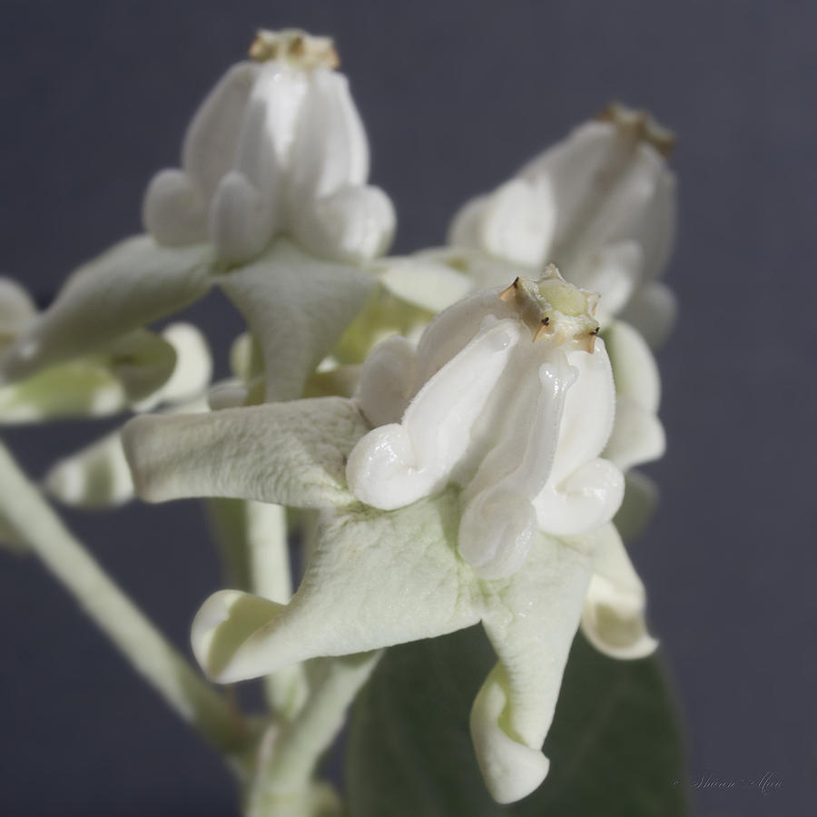 Calotropis Crown flower maui  Lei    Flower  Gigantea  Pua  White Kalaunu crowns