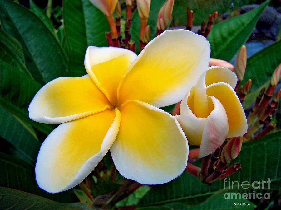 Yellow Plumeria