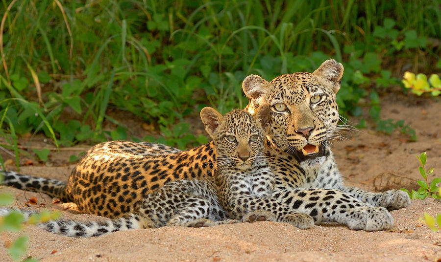 joy cub tz kleinanzeigen joy cub tz kleinanzeigen