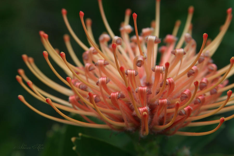 Pincushion Protea Flower