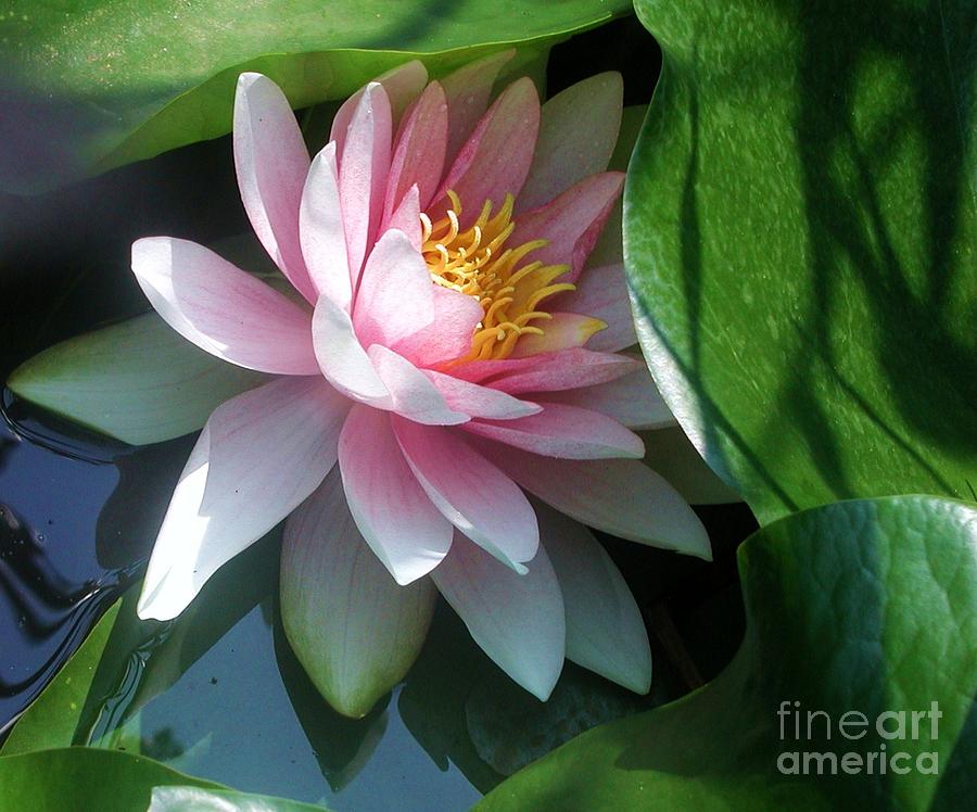  - light-and-shadow-waterlily-pink-emily-michaud