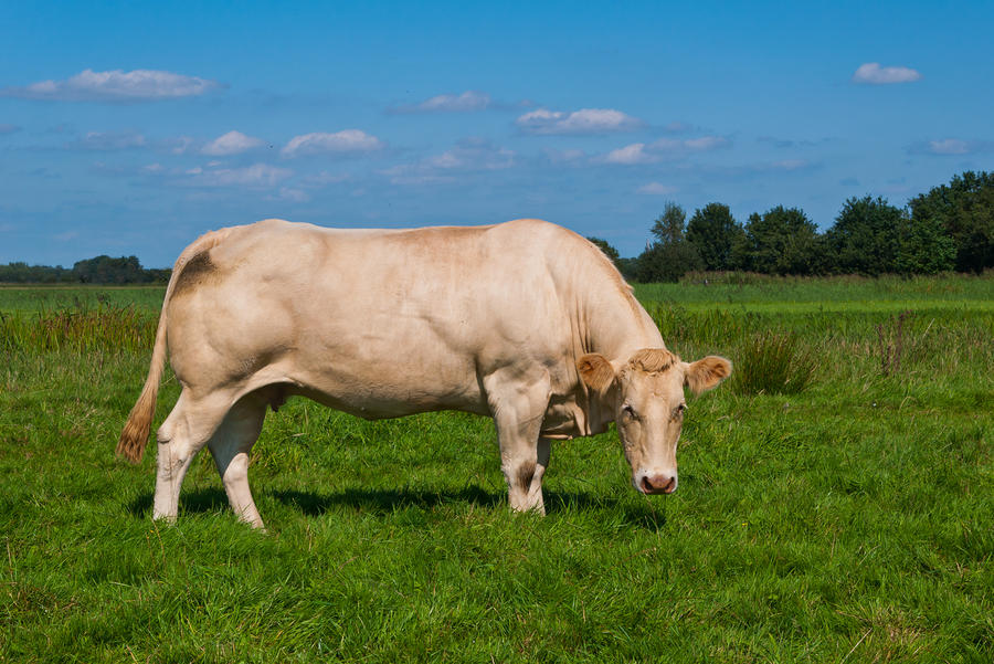 Brown Cow Images